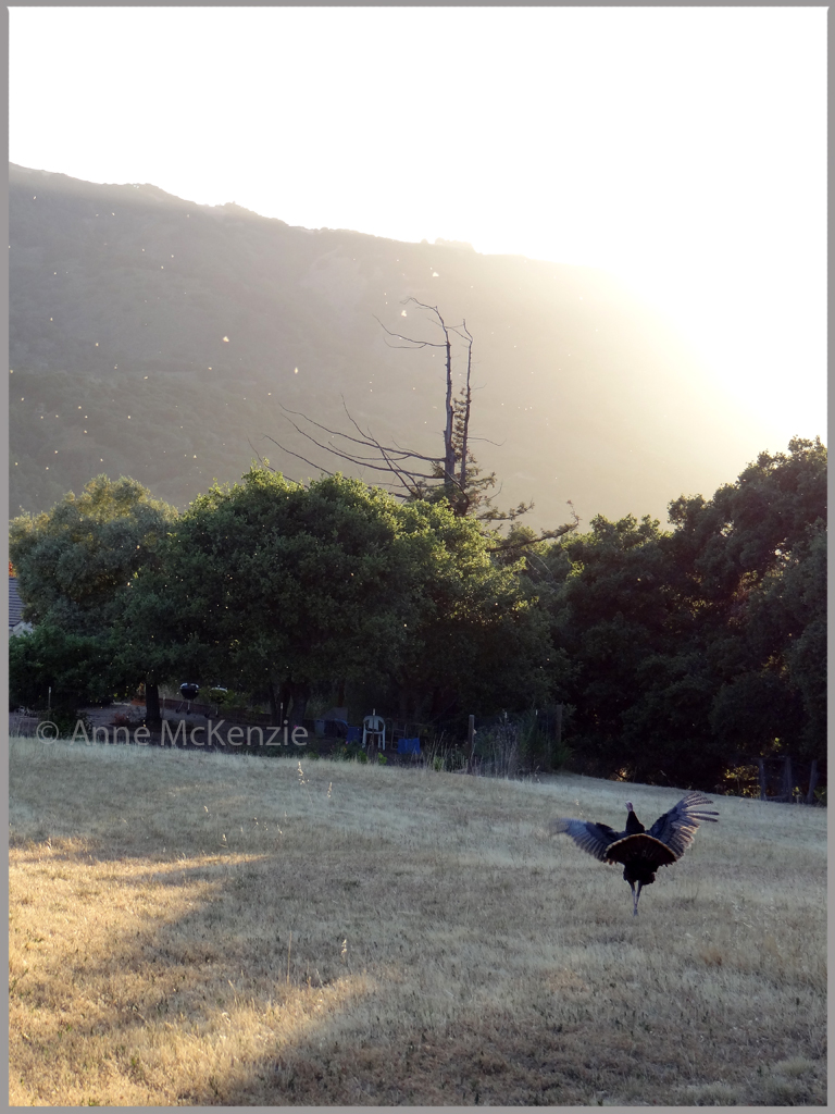 Dancing turkey in the back road of Carmel, California. 19/05/2013