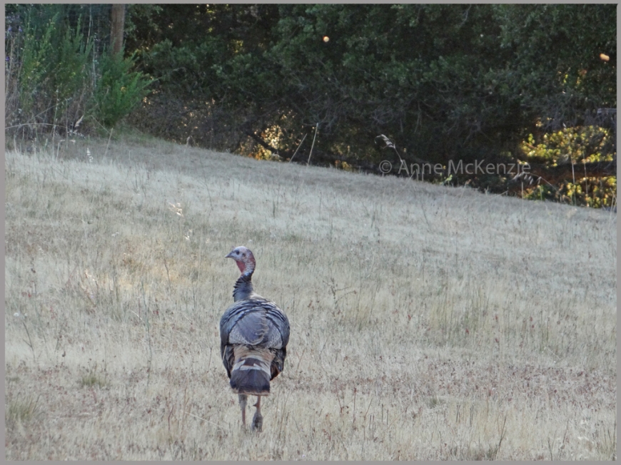The turkey after the dance. Country roads of Carmel, California. 19/05/2013