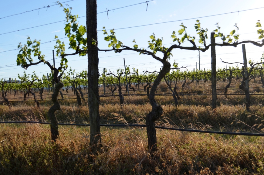 October vineyard