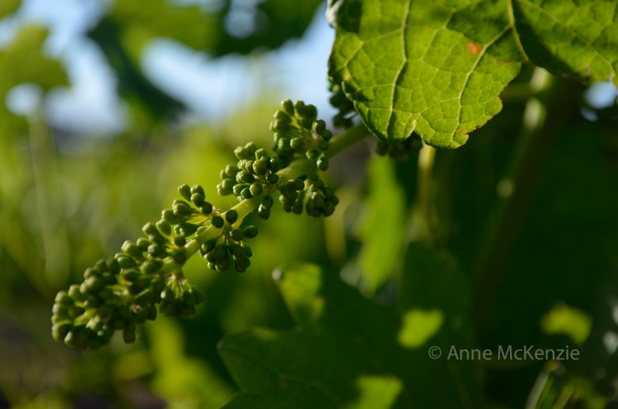 October young grapes